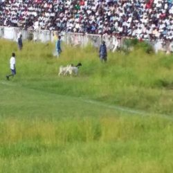 (كورة سودانية) تفتح ملف ظاهرة اقتحام (الحيوانات) ملاعب الولايات