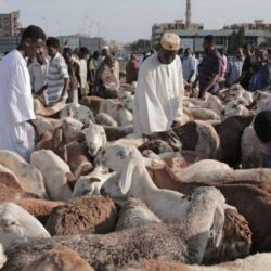 غضب في الشارع السوداني بسبب “خراف الأضاحي”