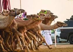 الاتحاد السوداني للهجن ينظم اجتماع تفاكري ويناشد الدولة بفتح صادر (الاناث)
