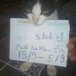 قطة” سودانية تساند الشعب وترفع لافتة تعلن فيها مقاطعتها لأكل اللحوم