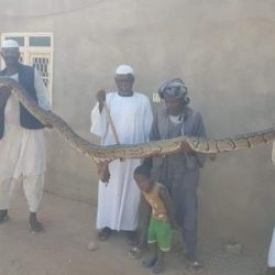 القبض على أصلة يتجاوز طولها خمسة أمطار بحجر العسل