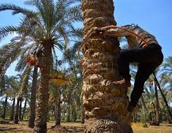 شاب ينجو من أنياب أصلة ضخمة حاصرته فوق نخلة