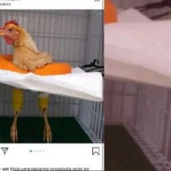 قصة الدجاجة ليكسى