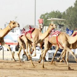 رياضة سباق الهجن ..عنوان للتكامل الدبلوماسي بين السودان والامارات