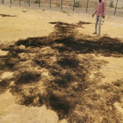 تجمع الرياضيين بمدينة الضعين  يطالب حكومة الولاية بحماية الاستاد